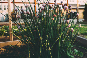 flowers-garden-herbs-flowerbed